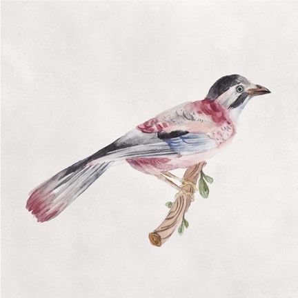 Framed Bird Sketch I Print