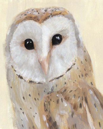 Framed Common Barn Owl I Print