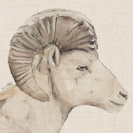 Framed Bighorn Profile II Print