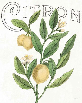 Framed Classic Citrus V Light Print