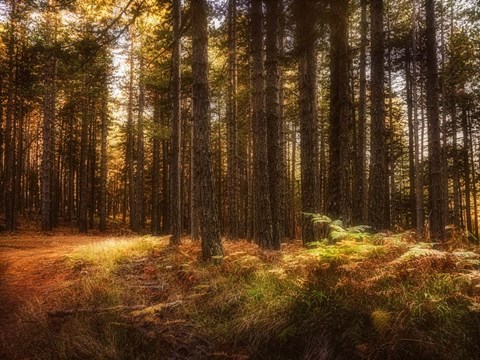 Framed Painting of a Forest Print