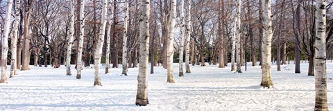 Framed Hokkaido 4 Print