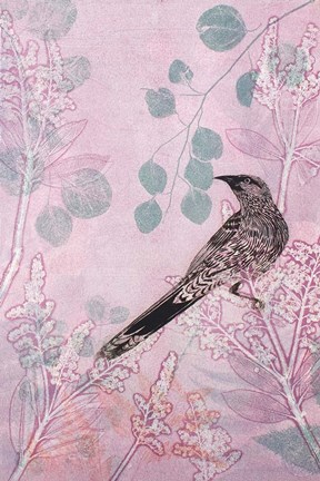 Framed Dusk Wattlebird in Pink Print