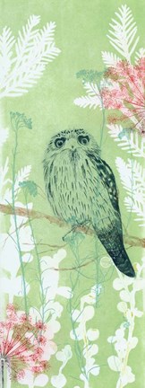 Framed Tranquil Tawny Frog Mouth Print