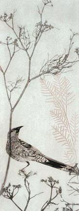 Framed Wattlebird Resting on a Branch Print