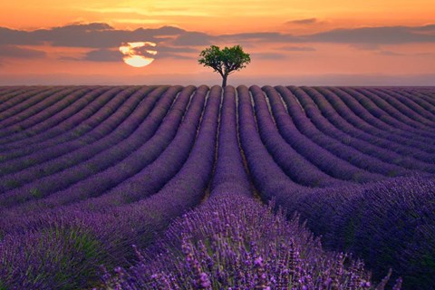 Framed For the Love of Lavender Print