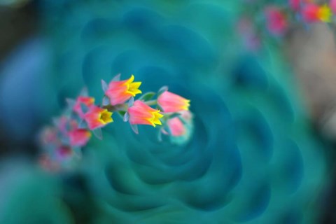 Framed Rosularia Print