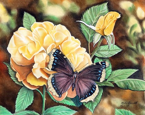 Framed Mourning Cloak Print