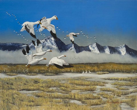 Framed Sow Geese Spring Flight Print