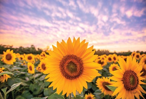 Framed Sunflower Sunset Print