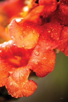 Framed Orange Glory Print