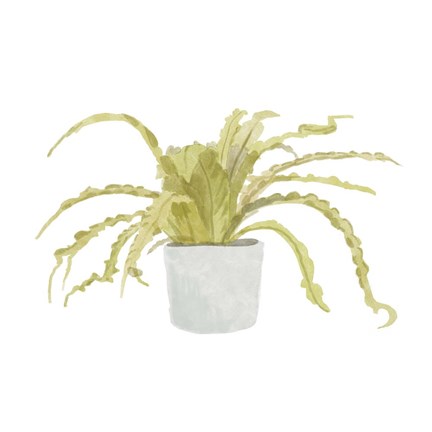 Framed Potted Fern IV Print