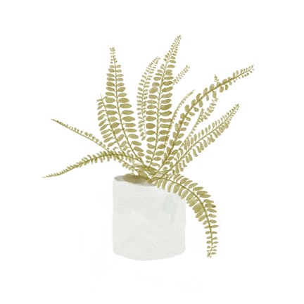 Framed Potted Fern V Print