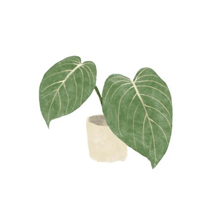 Framed Philodendron Gloriosum III Print