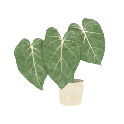 Framed Philodendron Gloriosum IV Print