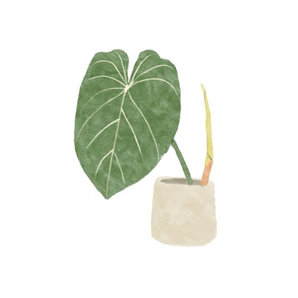Framed Philodendron Gloriosum V Print