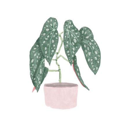 Framed Polka Dot Begonia III Print