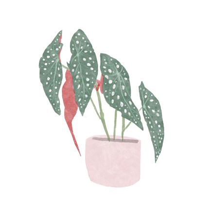 Framed Polka Dot Begonia IV Print