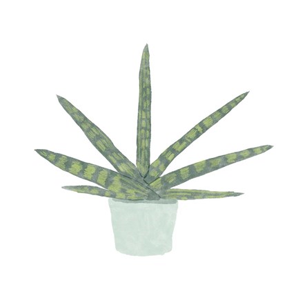 Framed Snake Plant V Print