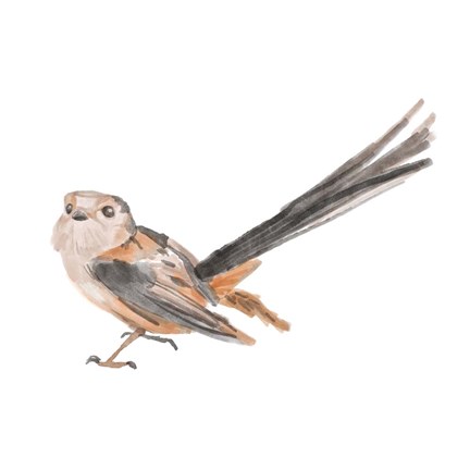 Framed Songbird IV Print