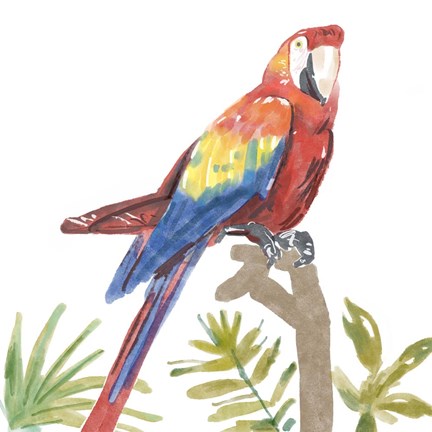 Framed Tropical Parrot Print