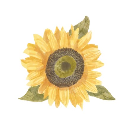 Framed Single Sunflower I Print