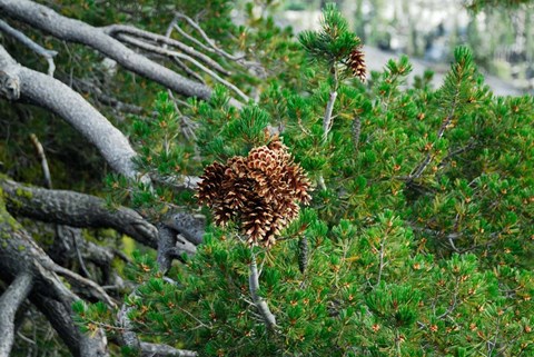 Framed Fresh Growth Print