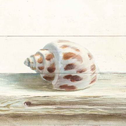 Framed Driftwood Shell II Print