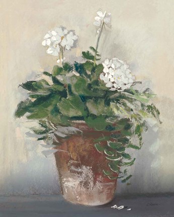Framed Pot of White Geraniums Print