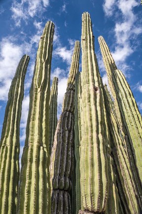 Framed Tall Garden of Cactus Print