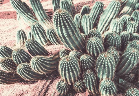 Framed Cactus Muted Burst Print
