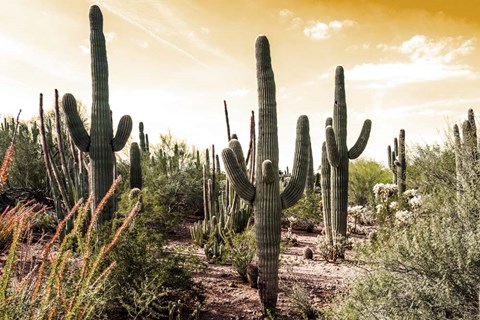 Framed Cactus Field Under Golden Skies Print