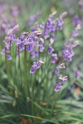 Framed Spring Flowers Print