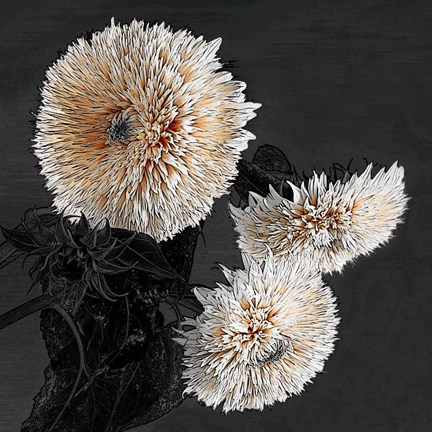 Framed Sunflowers II Print