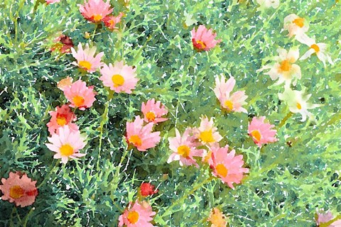 Framed Daisy Field I Print