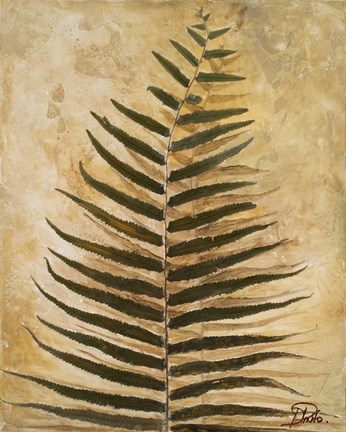 Framed Ferns III Print