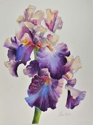 Framed Florentine Iris Print