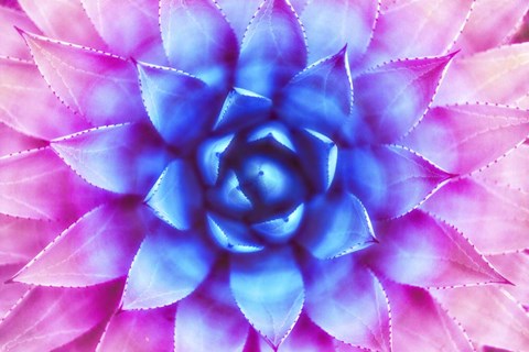 Framed Agave Sunset Print