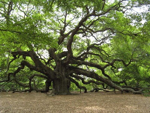 Framed Angel Oak Tree Print