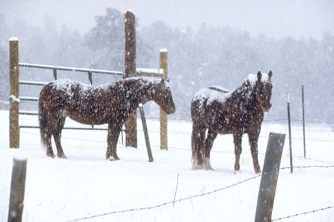 Framed Snowy Corral Print