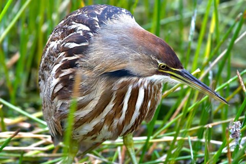 Framed American Bittern Print