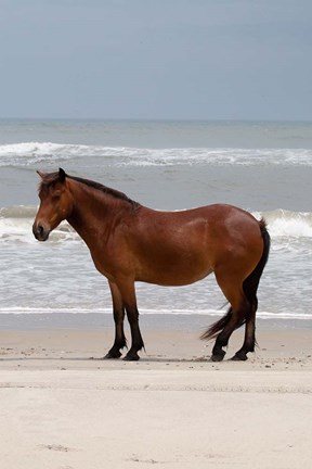 Framed Beach Bum Print