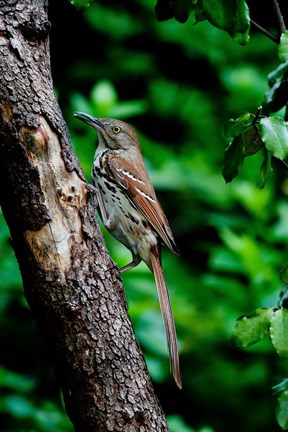 Framed Brown Thrasher Print