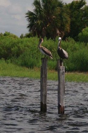 Framed Brown Pelicans Print