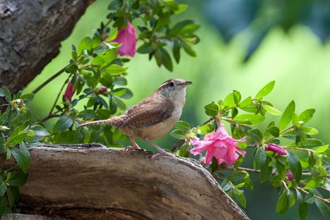 Framed Carolina Wren Print
