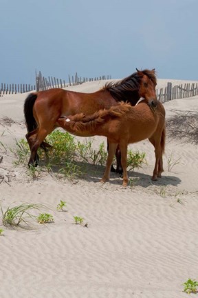 Framed Corolla Mare and Yearling Print