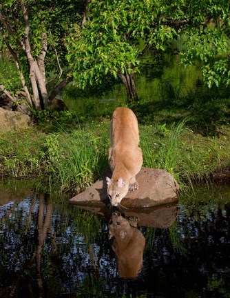 Framed Cougar Drinking Print