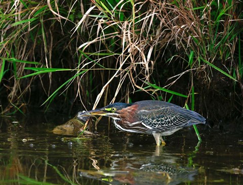 Framed Green Heron Print