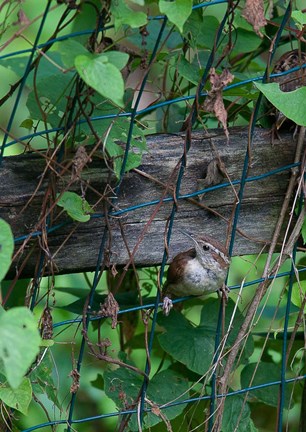 Framed House Wren Print