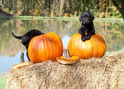 Framed Lab Pups Print